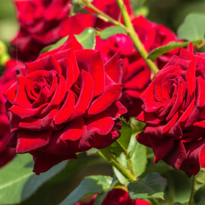 Ruža záhonová červená - Rosa - voľnokorenné sadenice ruží - 1 ks