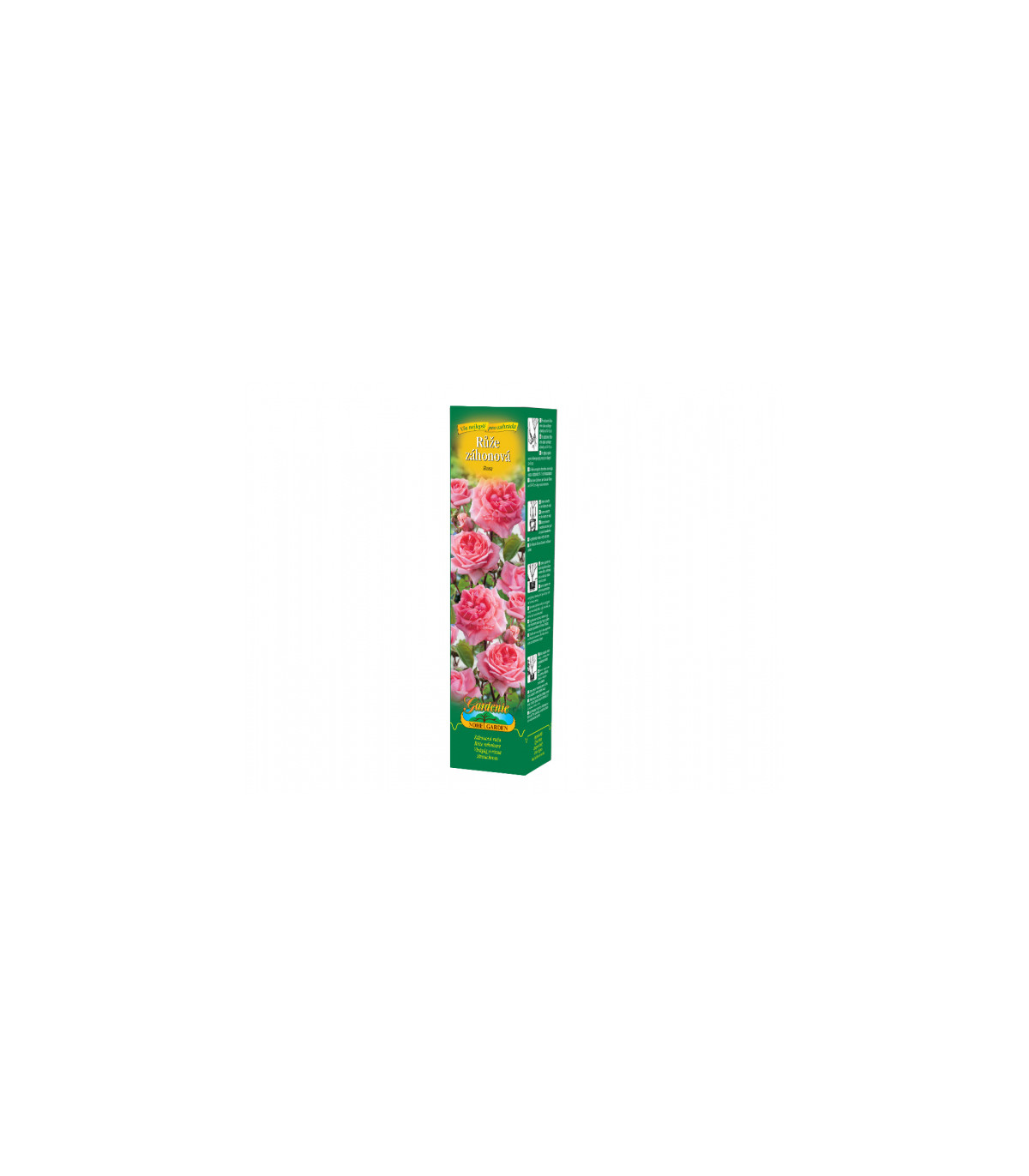 Ruža záhonová tmavoružová - voľnokorenné sadenice ruží - 1 ks