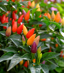 Chilli Prairie Fire - Capsicum annuum - semená chilli - 6 ks