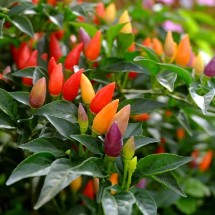 Chilli Prairie Fire - Capsicum annuum - semená chilli - 6 ks