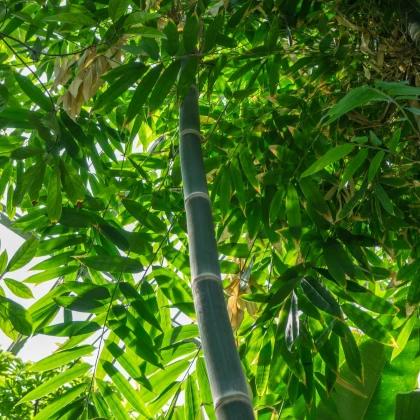 Bambus železný - Dendrocalamus Strictus  - semiačka - 2 ks