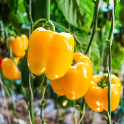 Paprika Snack Yellow - Capsicum annuum - semená paprík - 6 ks