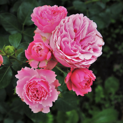 Ruža veľkokvetá popínavá ružová - Rosa - voľnokorenné sadenice ruží - 1 ks