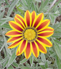 Gazánia Siesta Yellow Flame - Gazania rigens - semená gazánia - 20 ks