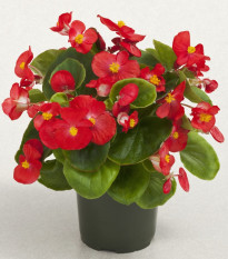 Begónia Super Olympia Červená F1 - Begonia semperflorens - semená begónie - 12 ks