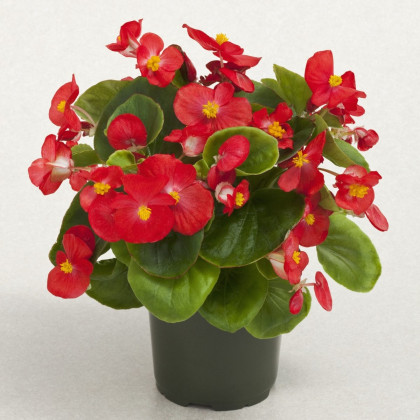 Begónia Super Olympia Červená F1 - Begonia semperflorens - semená begónie - 12 ks