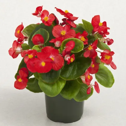 Begónia Super Olympia Červená F1 - Begonia semperflorens - semená begónie - 12 ks