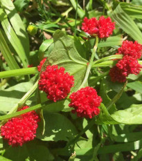 Mrlík hlávkatý - Chenopodium capitatum - semená mrlíka - 200 ks