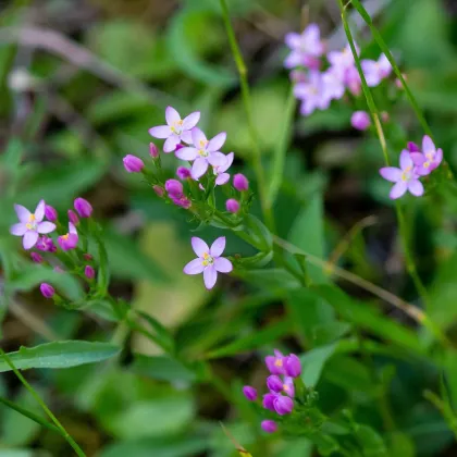 Zemežlč menšia - Centaurium erythraea - semená zemežlče - 0,01 g