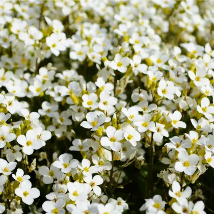 Lobulária Snow Crystal - Lobularia maritima - semená - 200 ks