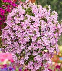 Petúnia Diamond Pearly Shades F1 - Petunia hybrida - surfínia - semená - 12 ks