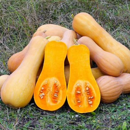 Tekvica muškátová Butterscotch PMT F1 - Cucurbita moschata - semená tekvice - 5 ks