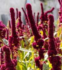 Láskavec krvavý - Amaranthus cruentus - semená láskavca - 270 ks