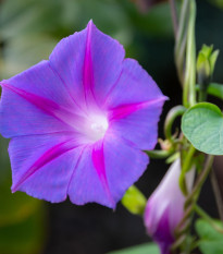 BIO Povojník fialový - Ipomoea purpurea - semená povojníka - 15 ks