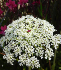 Mrkva Wildform - Daucus carota - semená mrkvy - 250 ks