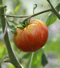 BIO Paradajka Tigerella - Solanum lycopersicum - semená - 6 ks