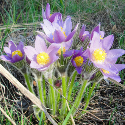 Poniklec alpinský Bells Violet - Pulsatilla alpina - semená ponikleca - 20 ks