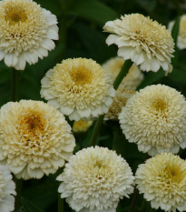 Cínia Zinderella White - Zinnia elegans - semená cínie - 20 ks