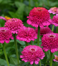 Cínia Zinderella Purple - Zinnia elegans - semená cínie - 20 ks