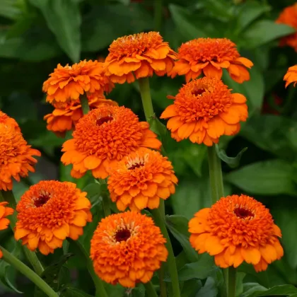 Cínia Zinderella Orange - Zinnia elegans - semená cínie - 20 ks