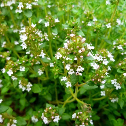 Tymián Orangelo - Thymus vulgaris - semená tymiánu - 40 ks