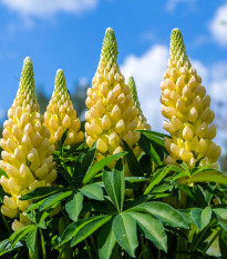 Lupina mnoholistá žltá - Vlčí bôb - Lupinus polyphyllus - voľnokorenné sadenice lupiny - 1 ks