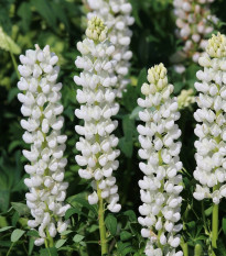 Lupina mnoholistá biela - Vlčí bôb - Lupinus polyphyllus - voľnokorenné sadenice lupiny - 1 ks