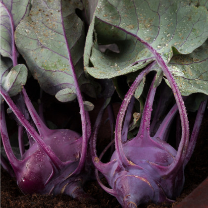 BIO kaleráb Azur - Brassica oleracea L. - bio semená kalerábu - 50 ks