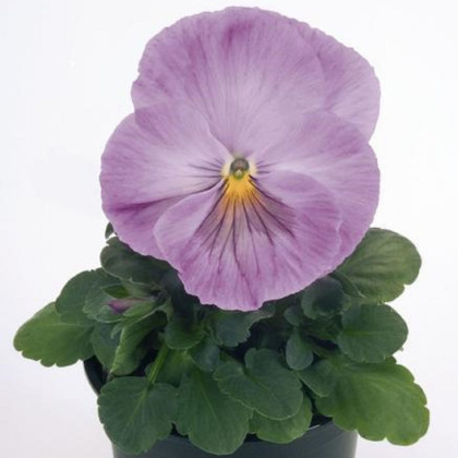 Fialka Inspire levanduľová F1 - Viola x wittrockiana - semená fialky - 20 ks