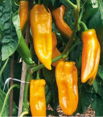 BIO paprika Palladio F1 - Capsicum annuum - bio semená papriky - 5 ks