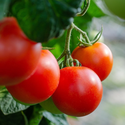 BIO Paradajka Hamlet F1 - Solanum lycopersicum - bio semená paradajky - 6 ks