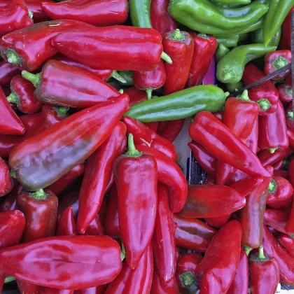 BIO paprika Atris F1 - Capsicum annuum - bio semená papriky - 5 ks