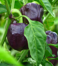 BIO Paprika Babybell chocolate - Capsicum annuum - semená papriky - 10 ks