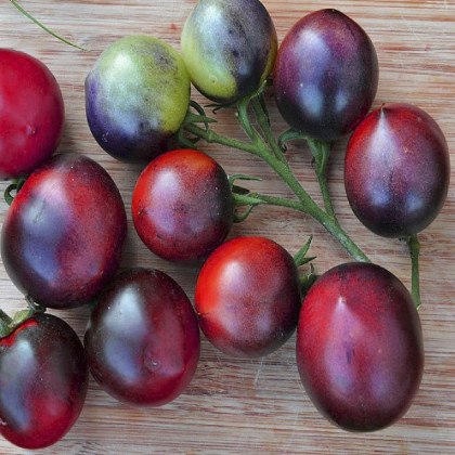BIO Paradajka Indigo Blue Berries - Solanum lycopersicum - bio semená paradajky - 7 ks