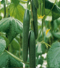 BIO uhorka šalátová Kalunga F1 - Cucumis sativus - bio semená uhorky - 4 ks