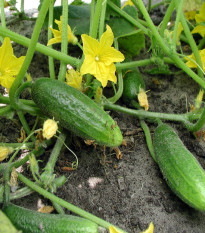 BIO uhorka nakladačka Hokus - Cucumis sativus - bio semená uhorky - 10 ks