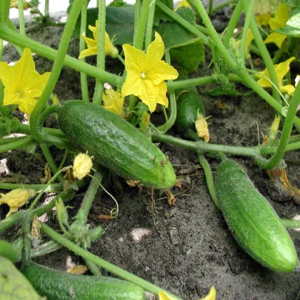 BIO uhorka nakladačka Hokus - Cucumis sativus - bio semená uhorky - 10 ks