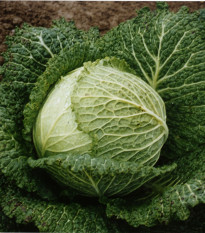 Kel hlávkový Verita F1 - Brassica oleracea var. sabauda - semená kelu - 110 ks