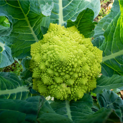 Brokolica Romanesco - Brassica oleracea L. - semená brokolice - 250 ks