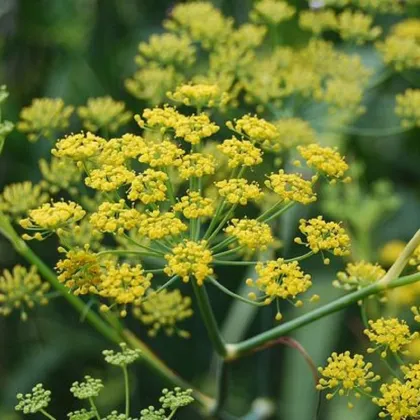 Fenikel koreninový - Foeniculum vulgare - semená fenikla - 100 ks