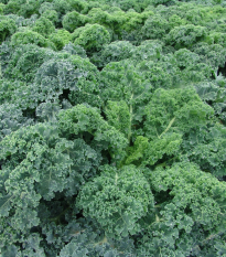 Kel kučeravý Kapral - Brassica oleracea L. convar. - semená kelu kučeravého - 300 ks