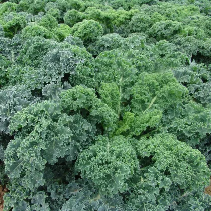 Kel kučeravý Kapral - Brassica oleracea L. convar. - semená kelu kučeravého - 300 ks