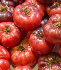 Paradajka Čierny Krim - Solanum lycopersicum - semená paradajky - 7 ks