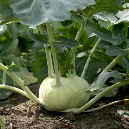 Kaleráb biely neskorý Gaston F1 - Brassica oleracea - semená kalerábu - 50 ks