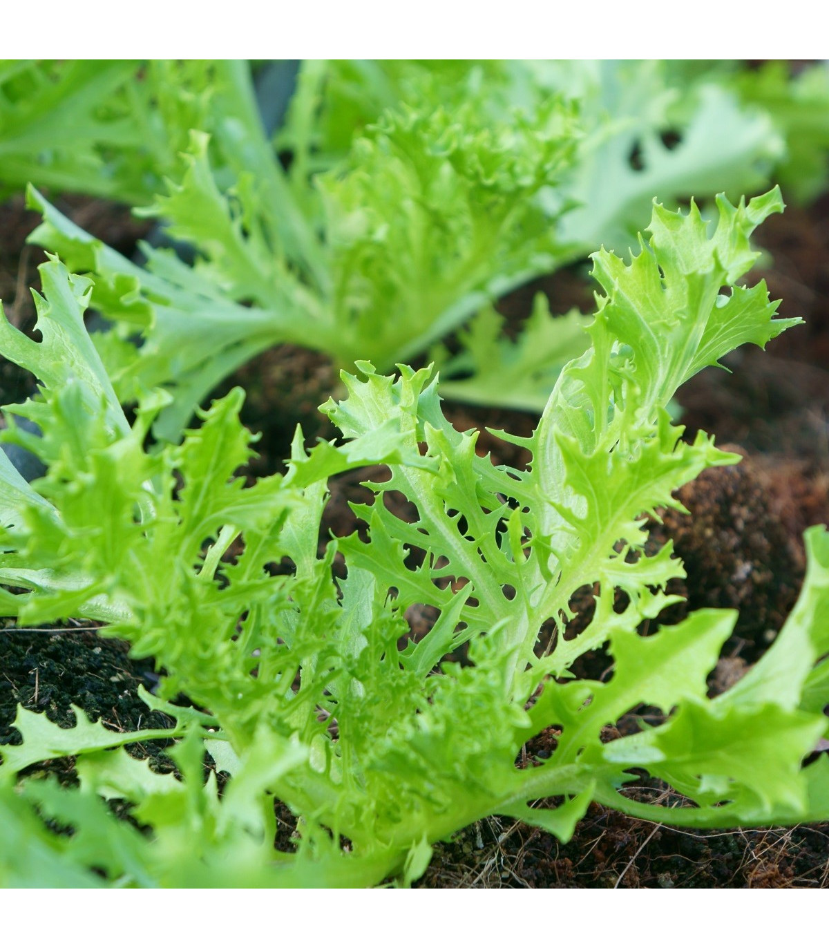 Mizuna Waido - japonská horčica -  Brassica campestris Japonica - semená - 30 ks