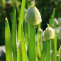 Cibuľa zimná Welsh - Allium fistulosum L. - semená - 400 ks