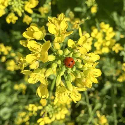 Horčica čierna - Brassica nigra - semená - 50 ks