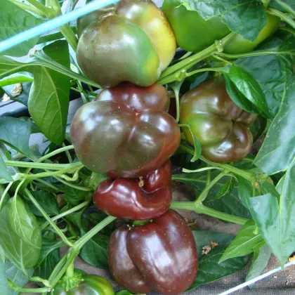 Paprika Ingrid - Capsicum annuum - semena papriky - 40 ks