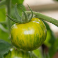 Paradajka Zelená zebra - Solanum lycopersicum - semená paradajky - 6 ks