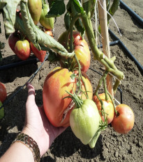 Paradajka Býčie srdce Herodes - Solanum lycopersicum - semená paradajky - 15 ks